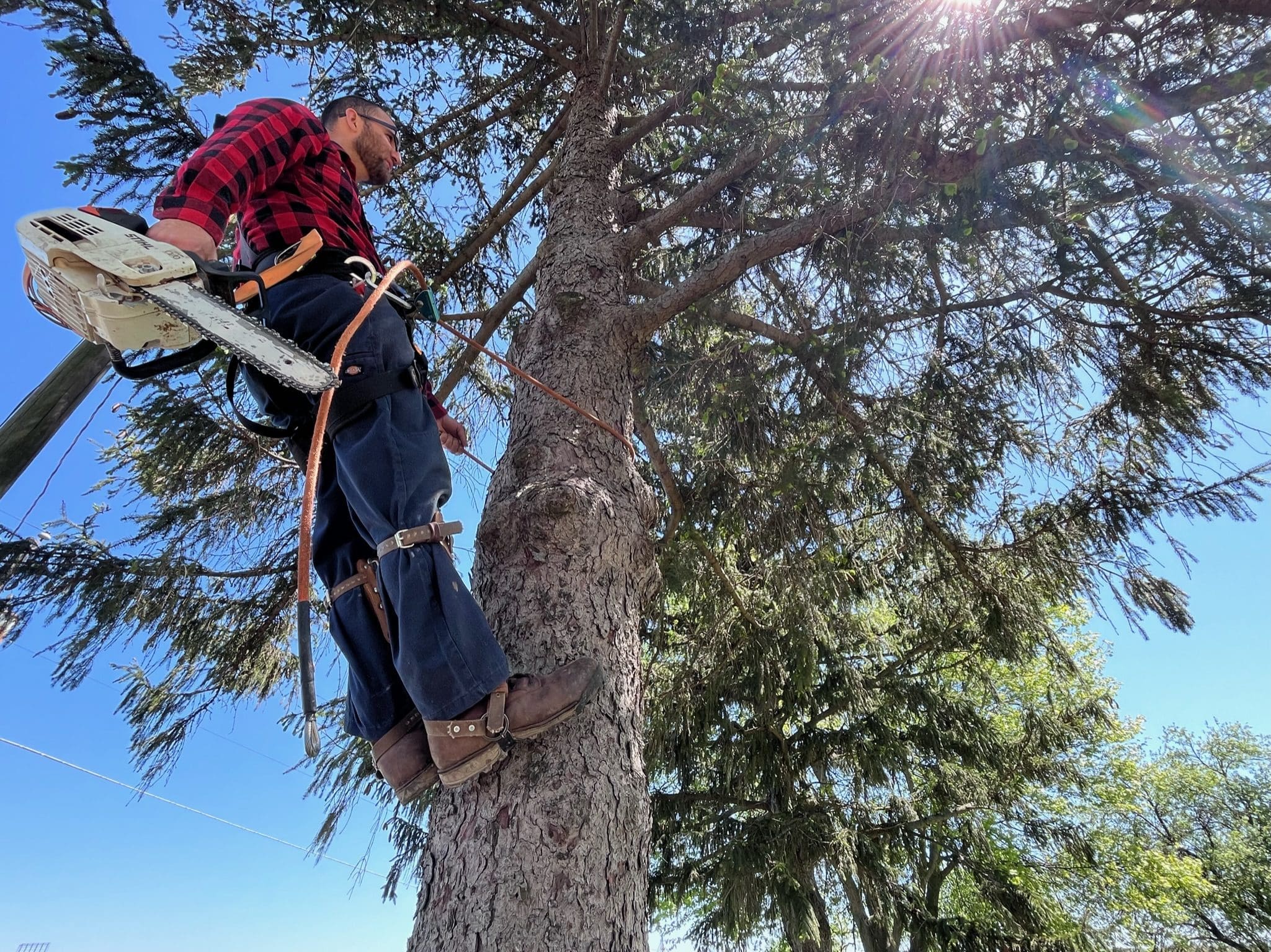Tree Removal